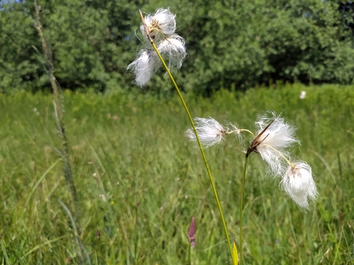 Broad-leaved cottongrass (Eriophorum latifolium)