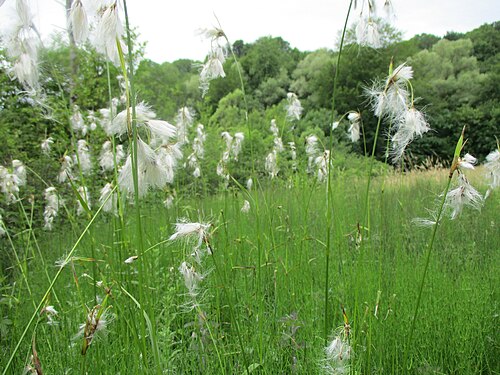 Broad-leaved cottongrass: Breitblättriges Wollgras ( Eriophorum latifolium ) im Naturschutzgebiet Südlicher Bliesgau/Auf der Lohe bei Gersheim