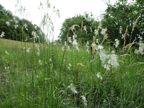 Broad-leaved cottongrass: Breitblättriges Wollgras ( Eriophorum latifolium ) im Naturschutzgebiet Südlicher Bliesgau/Auf der Lohe bei Gersheim