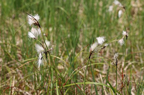 Broad-leaved cottongrass: see title for the name