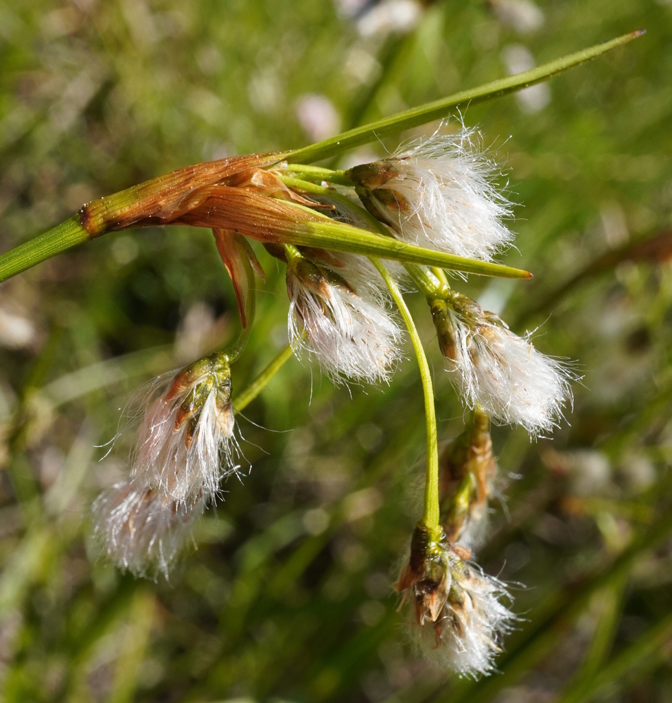 Broad-leaved cottongrass (Eriophorum latifolium)