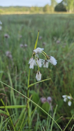 Broad-leaved cottongrass (Eriophorum latifolium)
