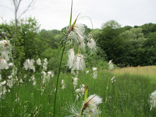 Broad-leaved cottongrass: Breitblättriges Wollgras ( Eriophorum latifolium ) im Naturschutzgebiet Südlicher Bliesgau/Auf der Lohe bei Gersheim