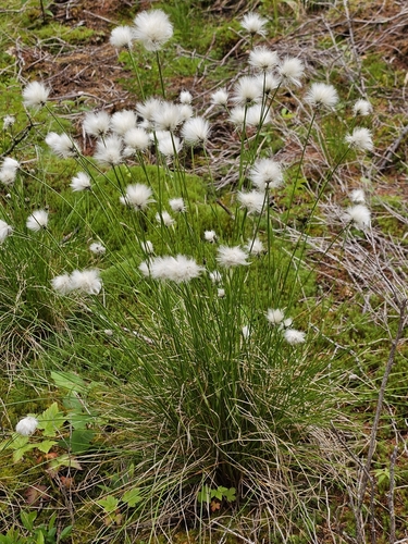 Tussock cottongrass (Eriophorum vaginatum)