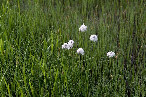 Tussock cottongrass: ワタスゲ