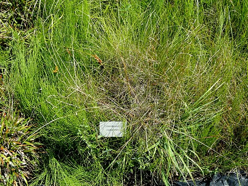 Tussock cottongrass: Botanical specimen in the Botanischer Garten, Frankfurt am Main, located at Siesmayerstraße 72, Frankfurt am Main, Germany.
