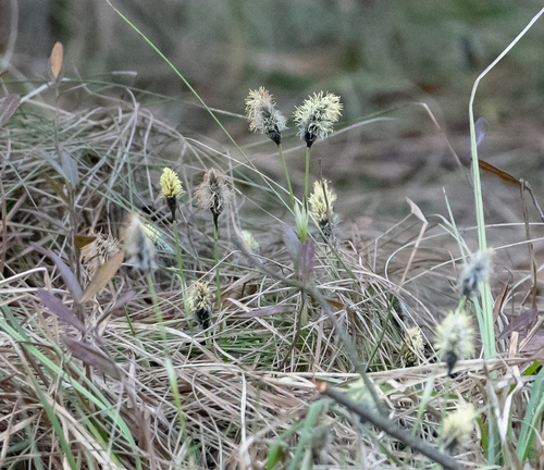 Tussock cottongrass (Eriophorum vaginatum)