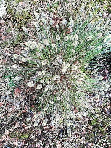 Tussock cottongrass (Eriophorum vaginatum)