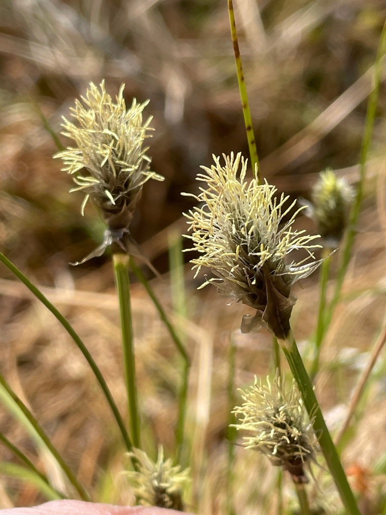 Tussock cottongrass (Eriophorum vaginatum)