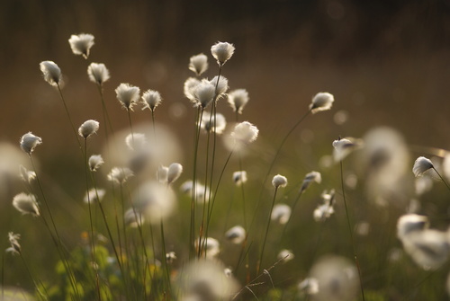 Tussock cottongrass (Eriophorum vaginatum)
