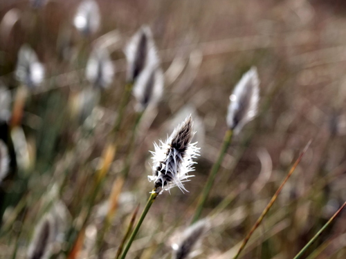 Tussock cottongrass (Eriophorum vaginatum)