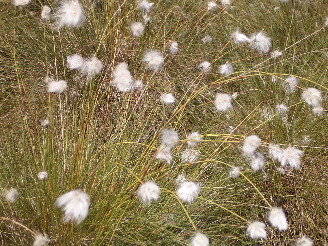 Tussock cottongrass: Scheiden-Wollgras ( Eriophorum vaginatum ) in einem Renaturierungsgebiet, Norddeutschland