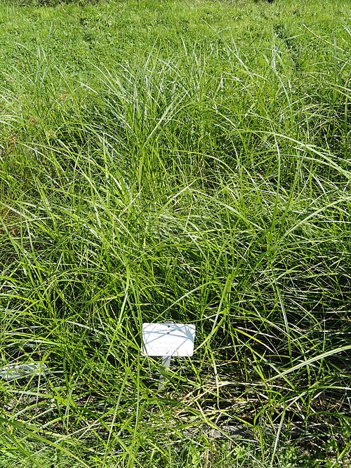 Tussock cottongrass: Botanical specimen. The University of Helsinki Botanical Garden at Kaisaniemi