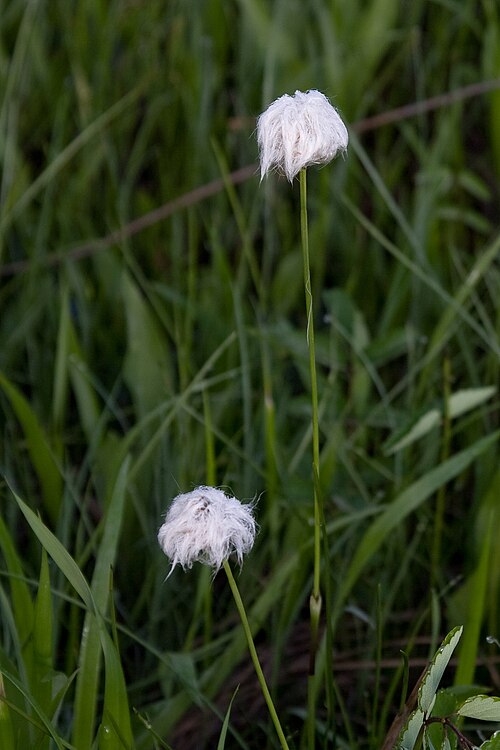 Tussock cottongrass: ワタスゲ