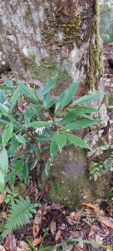 Eriosolena composita (Eriosolena composita)