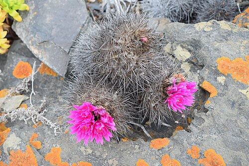 Eriosyce chilensis: El cactus "Chilenito" ( Eriosyce chilensis ) integra la lista de las cien especies con mayor peligro de extinción. [1] . Este ejemplar se fotografió en el Parqu