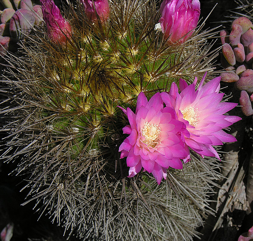 Eriosyce chilensis: Known as Chilenito, this was indeed taken on coastal Chile, at the port of Los Molles. In context at www.dixpix.ca/sth_cordillera/flora/cacti_small/index.html