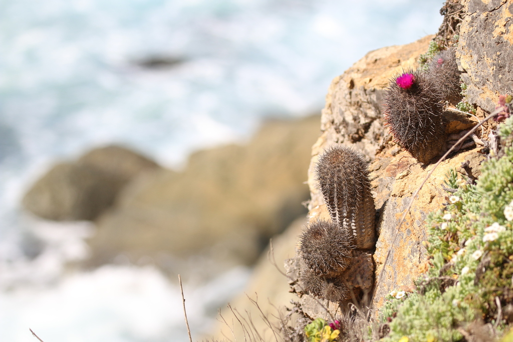 Eriosyce chilensis (Eriosyce chilensis)