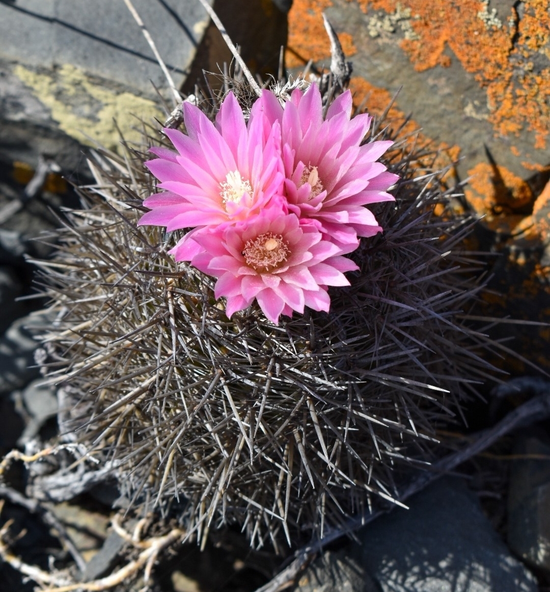 Eriosyce chilensis: Chilenito ( Eriosyce chilensis ) in Chile