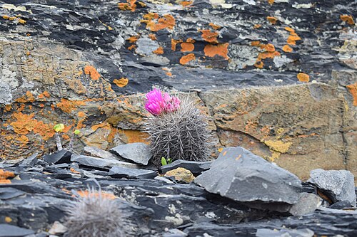 Eriosyce chilensis: El cactus "Chilenito" ( Eriosyce chilensis ) integra la lista de las cien especies con mayor peligro de extinción. [1] . Este ejemplar se fotografió en el Parqu