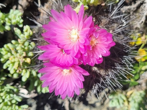Eriosyce chilensis (Eriosyce chilensis)
