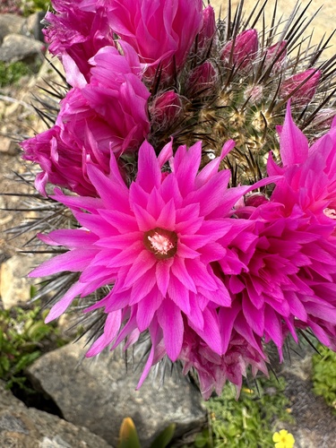 Eriosyce chilensis (Eriosyce chilensis)