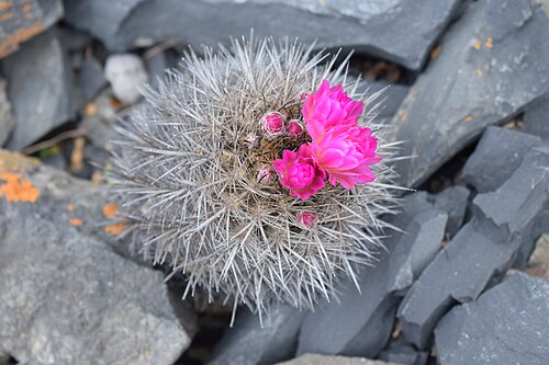 Eriosyce chilensis: El cactus "Chilenito" ( Eriosyce chilensis ) integra la lista de las cien especies con mayor peligro de extinción. [1] . Este ejemplar se fotografió en el Parqu