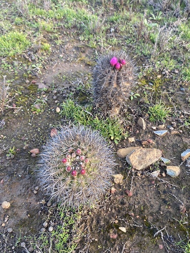 Eriosyce chilensis (Eriosyce chilensis)