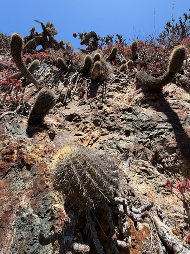 Eriosyce chilensis (Eriosyce chilensis)