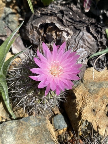 Eriosyce chilensis (Eriosyce chilensis)