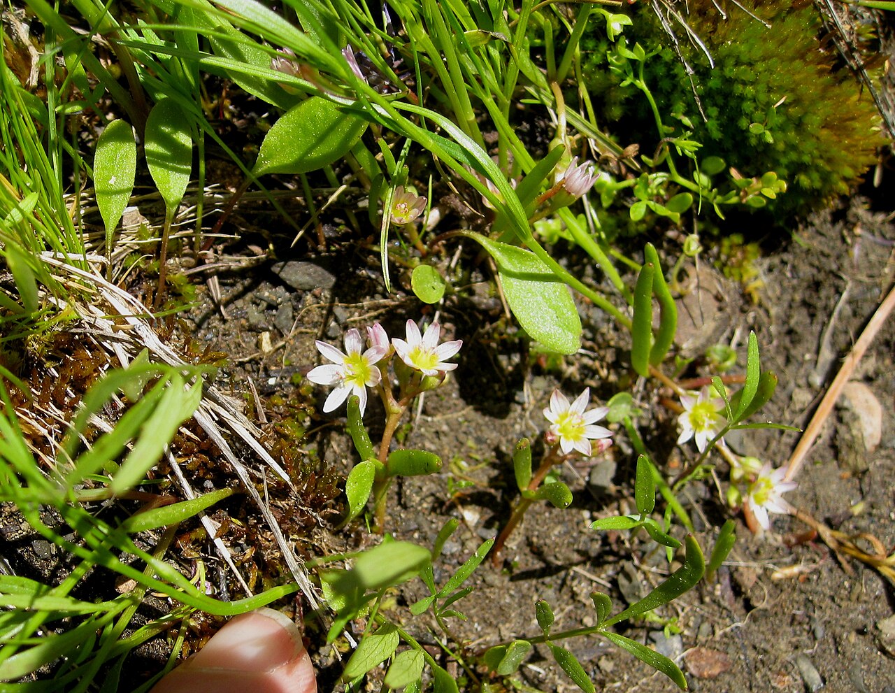 Threeleaf lewisia: Lewisia triphylla The only Lewisia without a basal rosette according to Wildflowers of the Pacific Northwest by Turner and Gusafson In the Montiaceae (formerly