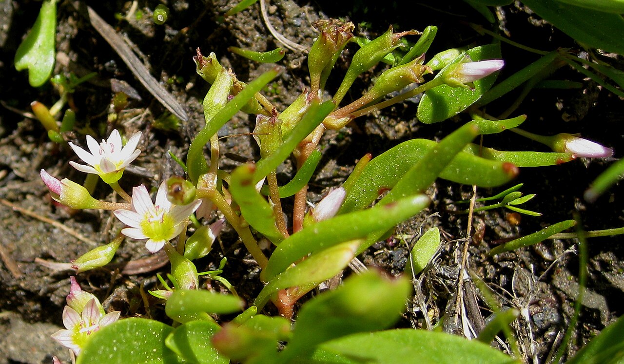Threeleaf lewisia: Lewisia triphylla The only Lewisia without a basal rosette according to Wildflowers of the Pacific Northwest by Turner and Gusafson In the Montiaceae (formerly