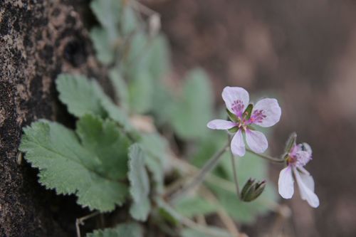 Erodium atlanticum (Erodium atlanticum)