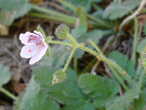 Erodium atlanticum (Erodium atlanticum)