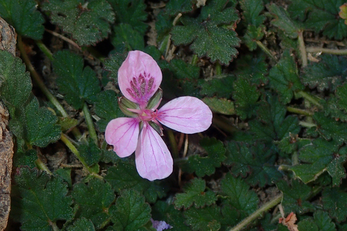 Erodium atlanticum (Erodium atlanticum)
