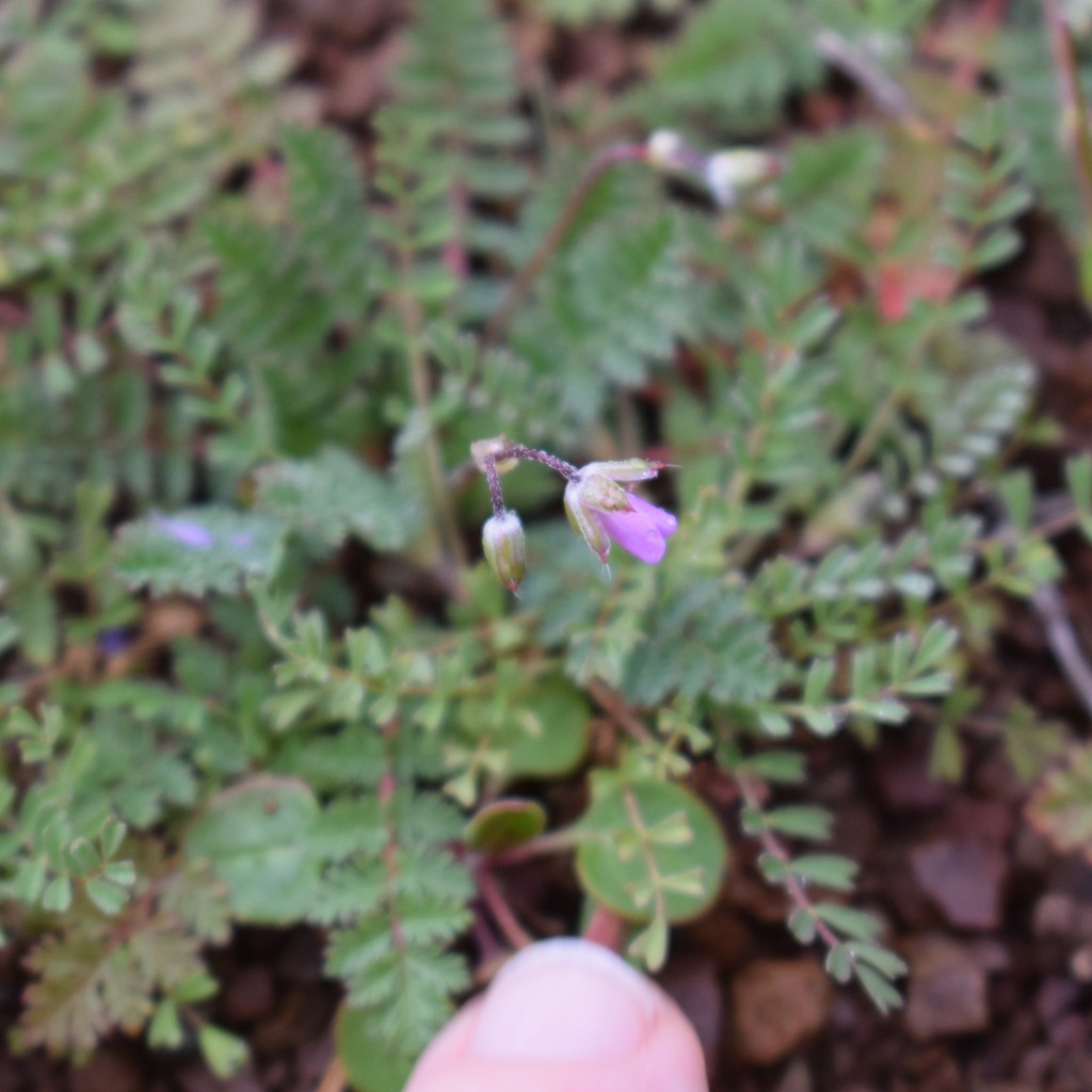 Common stork's-bill (Erodium cicutarium)