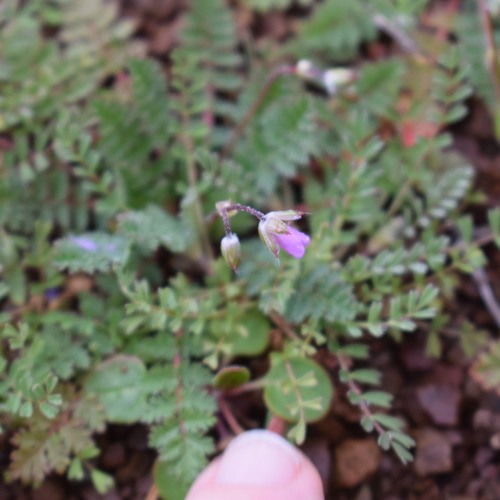 Common stork's-bill (Erodium cicutarium)