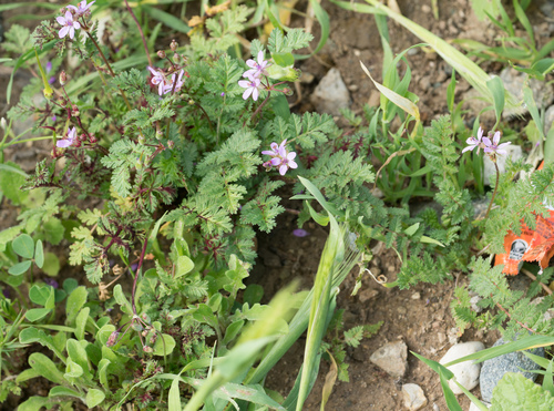 Common stork's-bill (Erodium cicutarium)