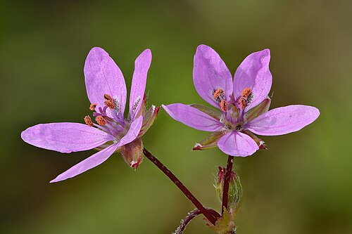 Common stork's-bill: Redstem filaree flowers