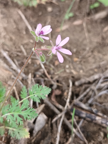Common stork's-bill (Erodium cicutarium)
