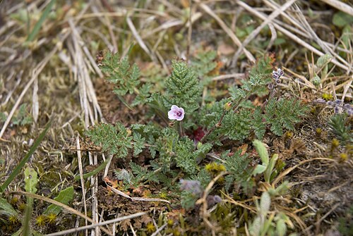 Common stork's-bill: Erodium cicutarium Sentier de la découverte à Fort-Mahon-Plage (Somme), France