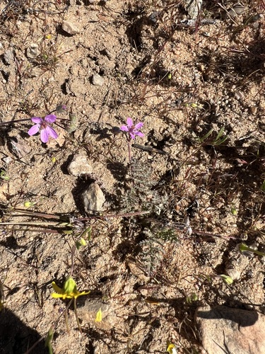 Common stork's-bill (Erodium cicutarium)