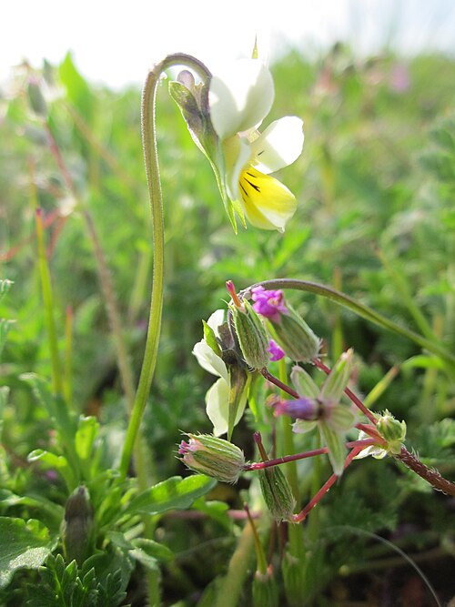 Common stork's-bill: Acker-Stiefmütterchen ( Viola arvensis ) und Reiherschnabel ( Erodium cicutarium ) im Naturschutzgebiet Bachwiesen/Leopoldswiesen