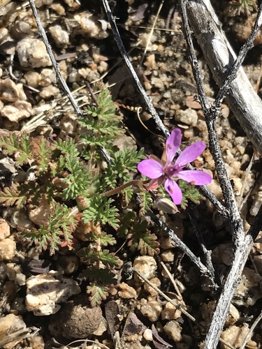 Common stork's-bill (Erodium cicutarium)