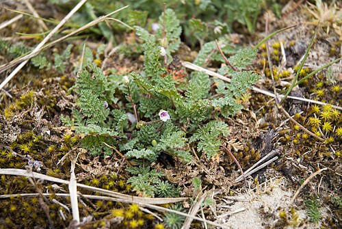 Common stork's-bill: Erodium cicutarium Sentier de la découverte à Fort-Mahon-Plage (Somme), France