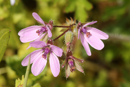 Common stork's-bill (Erodium cicutarium)