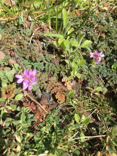 Common stork's-bill (Erodium cicutarium)