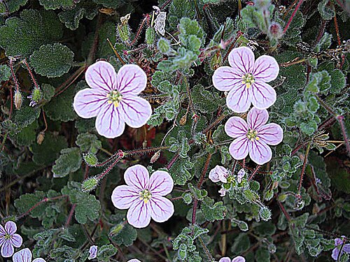 Erodium corsicum: Erodium corsicum