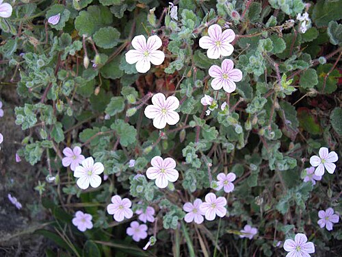 Erodium corsicum: Erodium corsicum