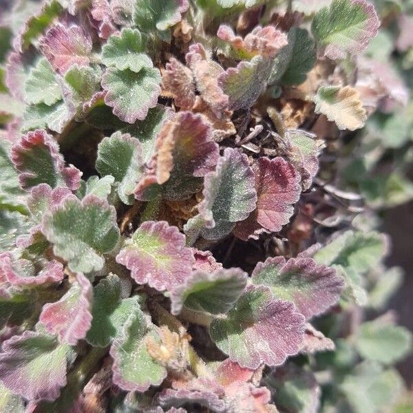 Erodium corsicum (Erodium corsicum)